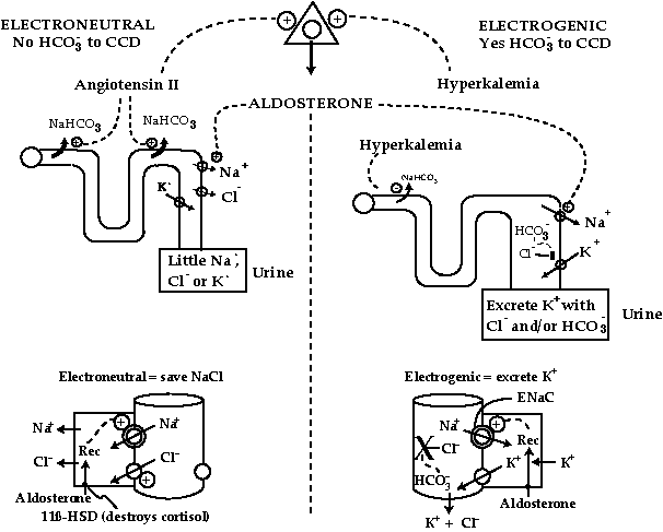 Aldosterone function