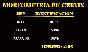 Fig. 41. MORFOMETRIA EN CERVIX