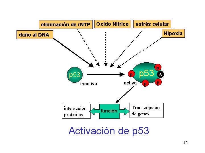 Oxido nitrico para que sirve